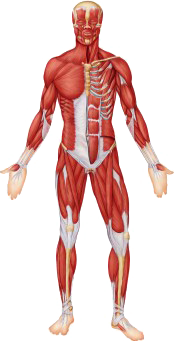 Human Muscle