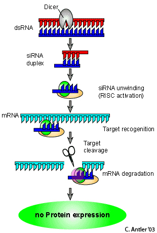 RNAi pathway