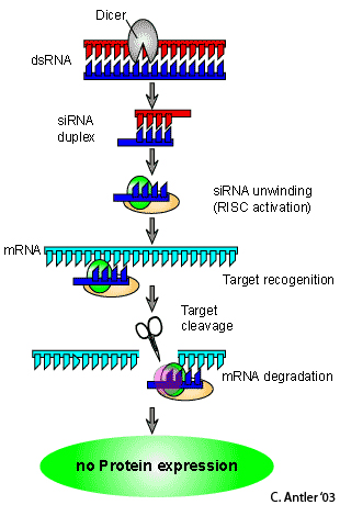 Cell pathway