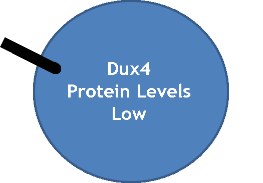 dux4 protein levels low.png