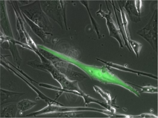 Muscle Cell