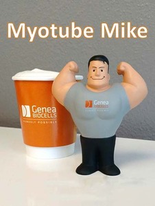 Myotube Mike