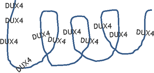 dux4 tightly packed dna.png
