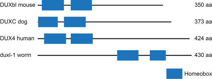 Comparison of double homeobox containing proteins in mouse, dog, human, and worm