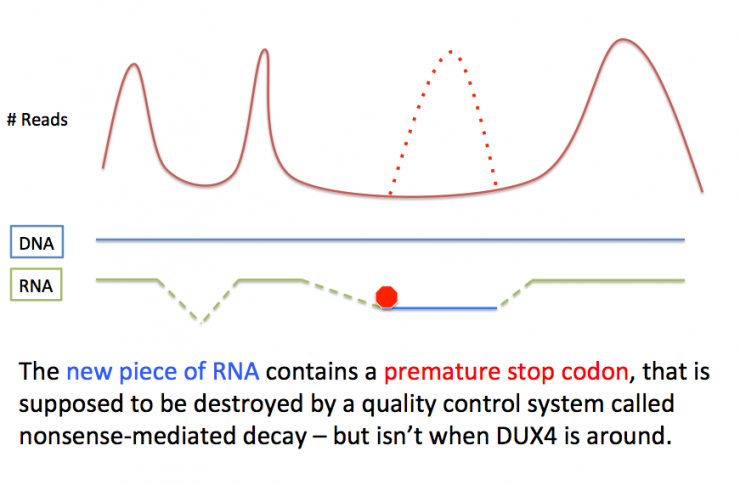 Stop Codon