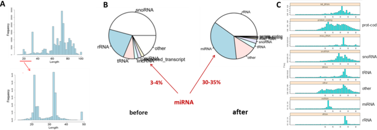 Small RNA seqt-Figure 1