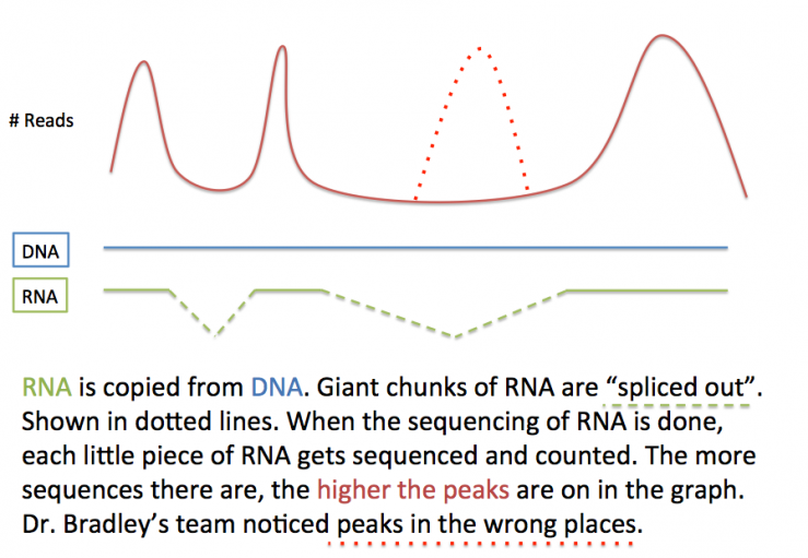 RNA sequencing